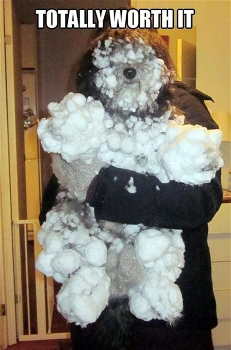 funny pictures of dogs with snow on them - Dump A Day