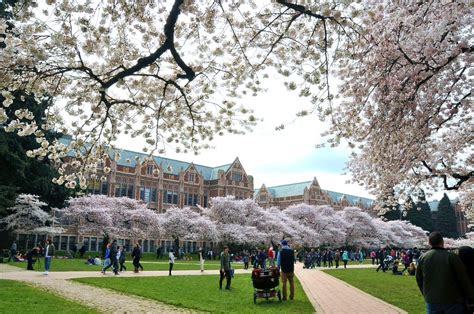 2017 Best University of Washington Cherry Blossoms Photographs