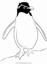 Rockhopper Penguin Coloring Page For Kids  Free Penguins Printable sketch template