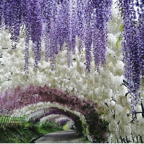 These Pics of Japan's Wisteria Tunnel Are Straight Out Of a Fairytale | Architectural Digest