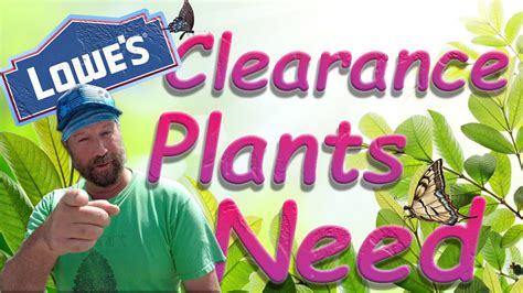 SHOP AT LOWES CLEARANCE - HUGE DISCOUNTS on plants! - YouTube