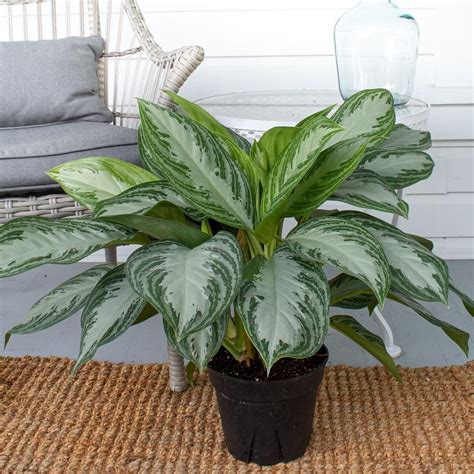 Buy Chinese Evergreen | Direct from the Greenhouse | Planterina.com ...