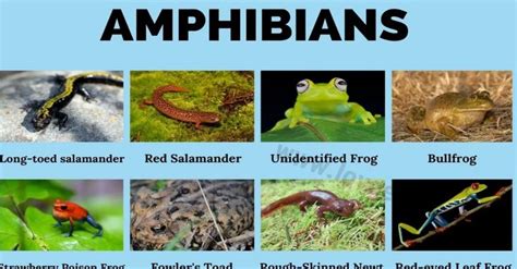 Amphibians: Amazing List of 30+ Amphibians Around the World - Love ...