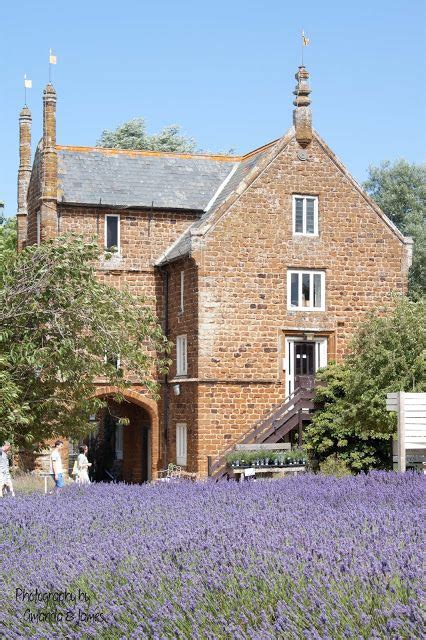 Norfolk Lavender | Norfolk lavender, Norfolk, Norwich england