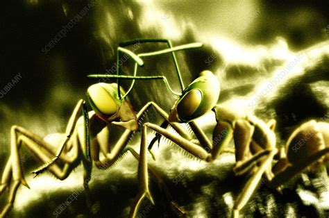 Ants fighting - Stock Image - Z345/0862 - Science Photo Library