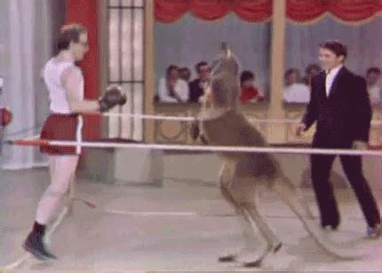 Boxing GIF - Find & Share on GIPHY