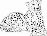 Running Cheetah Coloring Pages sketch template