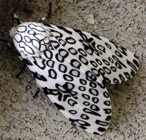 Giant Leopard Moth: Identification, Life Cycle, Facts & Pictures