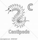 Millipede Coloring Pages sketch template