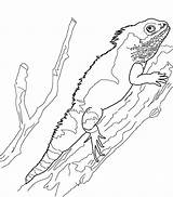 Green Basilisk Lizard Coloring Page sketch template
