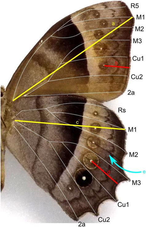 Frontiers | Anterior–Posterior Patterning in Lepidopteran Wings
