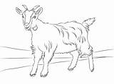 Boer Goat Coloring Pages sketch template