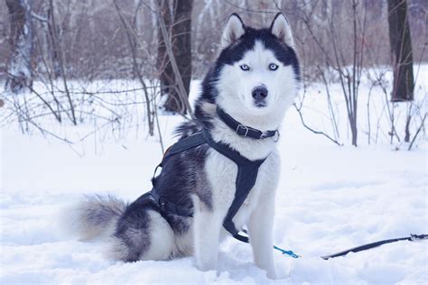 Sledge dogs in snow, race siberian husky dogs in winter forest 7046878 ...