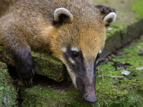 7 Animales que encontrarás en la Península de Yucatán - Blog Xcaret ...