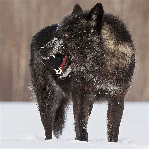 Black wolves 🐺 One of the most beautiful creatures on earth. Agree?🦊 ...