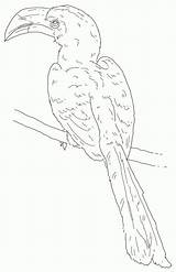 Hornbill Coloring Pages  Free Printable For Kids sketch template