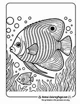 16 Angelfish Coloring Pages  Free Printable Animal sketch template