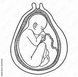 Baby In The womb fetus baby Growth Placenta 3 Trimester Child With  sketch template