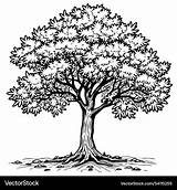Elm tree coloring Page Design Royalty Free Vector Image sketch template