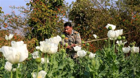 Police opt for awareness campaign as opium trade continues to flourish ...