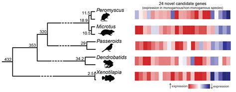 Evolution Used Same Genetic Formula to Turn Animals Monogamous - UT News