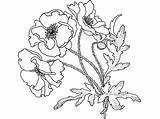 Poppy Coloring Page sketch template