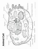 Printable Cell Coloring Page sketch template