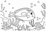 Saltwater Fish Coloring Pages Coral Reef Picture  sketch template