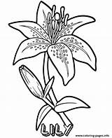 Lily Flower Coloring page Printable sketch template