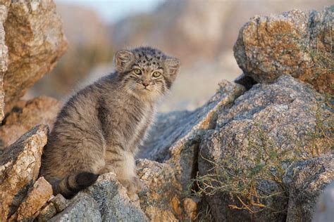 Pallas's Cat Kitten, South Gobi Desert, Mongolia Photograph by Valeriy Maleev / Naturepl.com ...