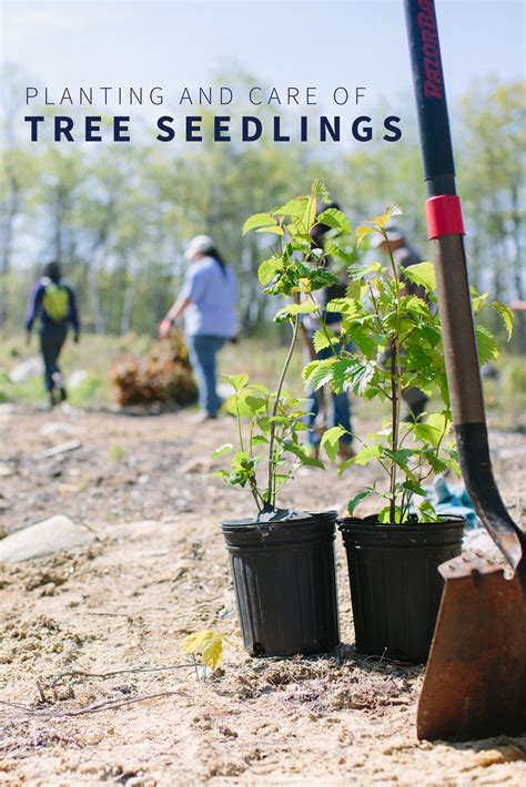 Planting Tools, Garden Tools, Buy Trees, Trees To Plant, Outdoor ...