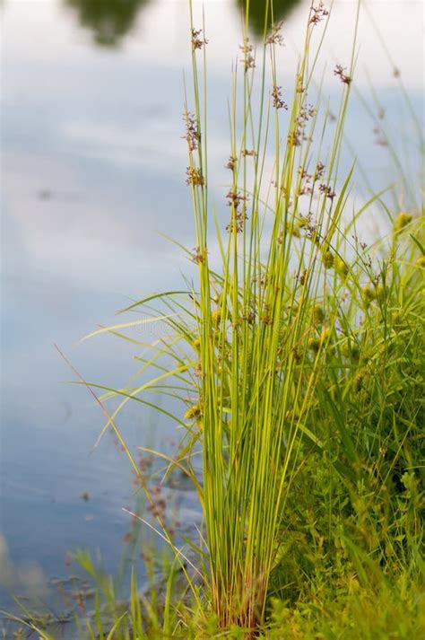 Flowering reed plants . stock photo. Image of stacks - 41926594