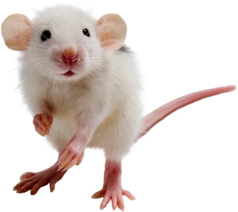 mouse, rat PNG image