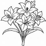 Amaryllis Flower Outline Illustration coloring Book Page Design  sketch template