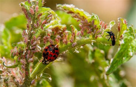 Biological Control With Predators and Parasitoids | NC State Extension