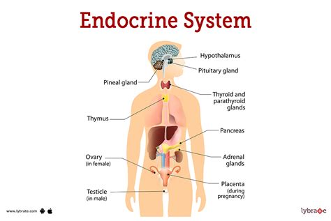 Endocrine System (Human Anatomy): Picture, Functions, Diseases, and Treatments