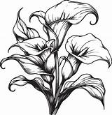 Calla Flower coloring Pages calla Flowers Drawing Cluster  sketch template