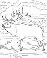 Woodland Caribou Coloring Pages sketch template