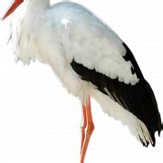 Animated Stork PNG Free Download | PNG All