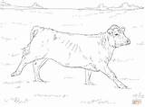 Beef Cattle Pages Coloring Sketch Page sketch template