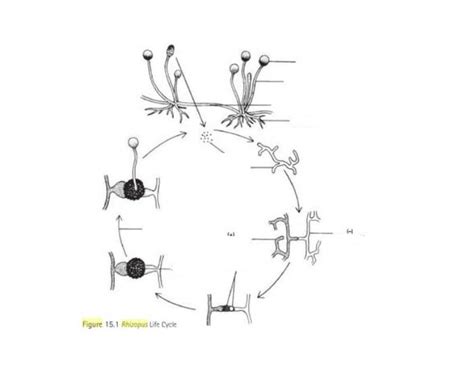 Rhizopus Lifecycle Quiz