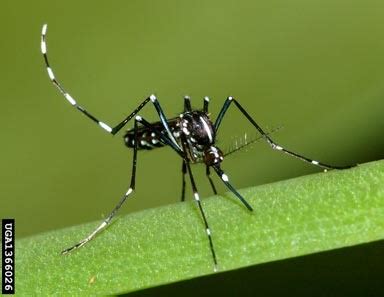The Aggressive Asian Tiger Mosquito | ANIMAL VOGUE
