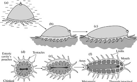 The origin of Bilateria. (a) Pelagic radially symmetrical ancestor... | Download Scientific Diagram