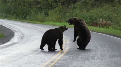 Two Bears Fighting In Middle Of Road In British Columbia - YouTube