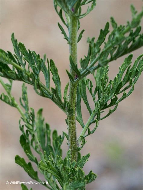 Senecio jacobaea - wild in Provence