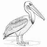Pelican Páginas Para Colorear Ilustraciones Vectoriales Niños  sketch template