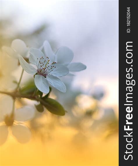 Spring Flower White Background Free | Best Flower Site