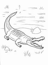 Coloring Page  Crocodile Has Come Onshore sketch template