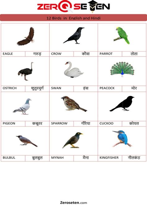 12 Birds Name in Hindi and English - Zero se Ten Blog