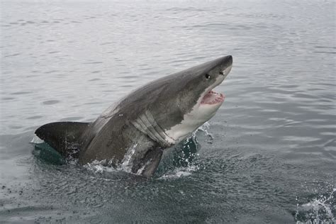 Species of sharks, Shark, Shark conservation